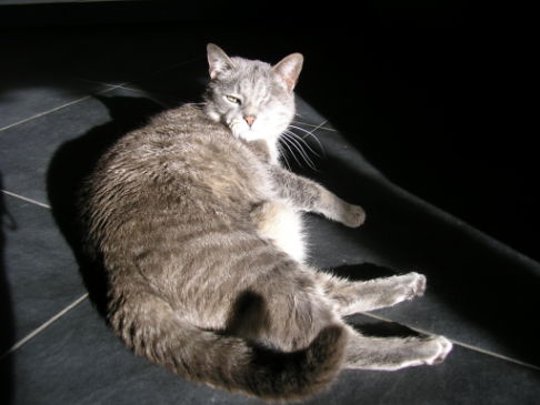 Picture of a cat / kitten / feline