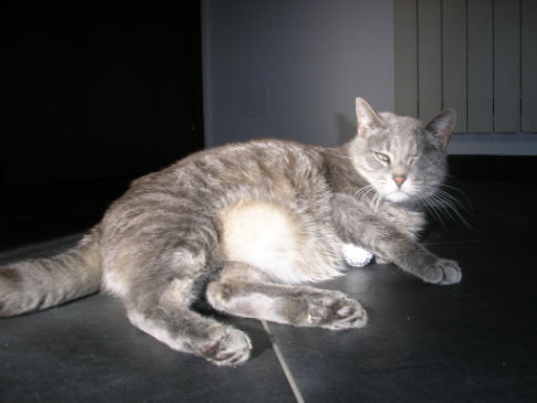 Picture of a cat / kitten / feline