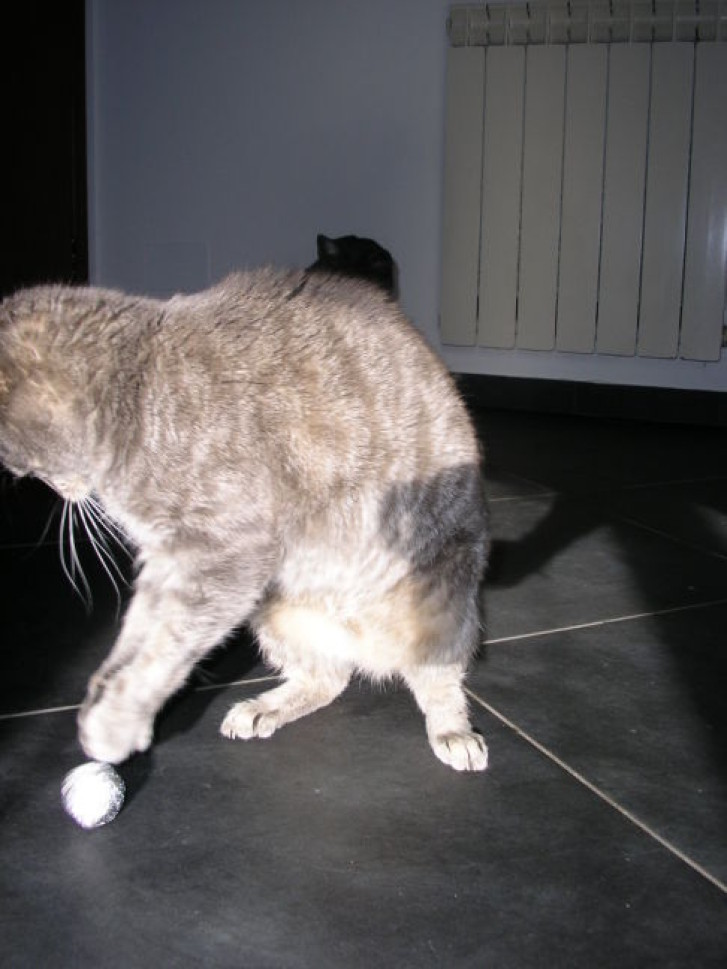 Picture of a cat / kitten / feline