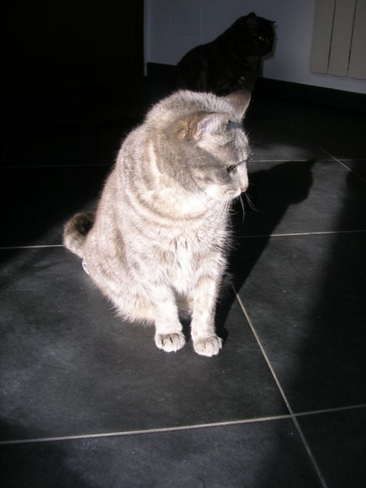 Picture of a cat / kitten / feline