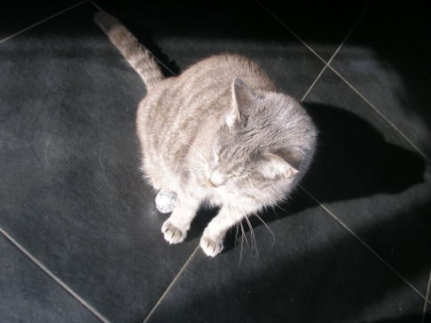 Picture of a cat / kitten / feline