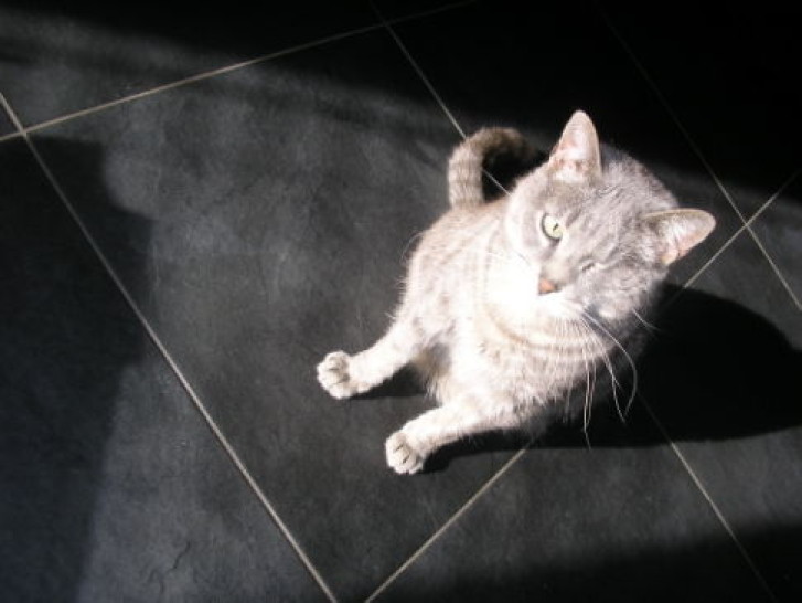 Picture of a cat / kitten / feline