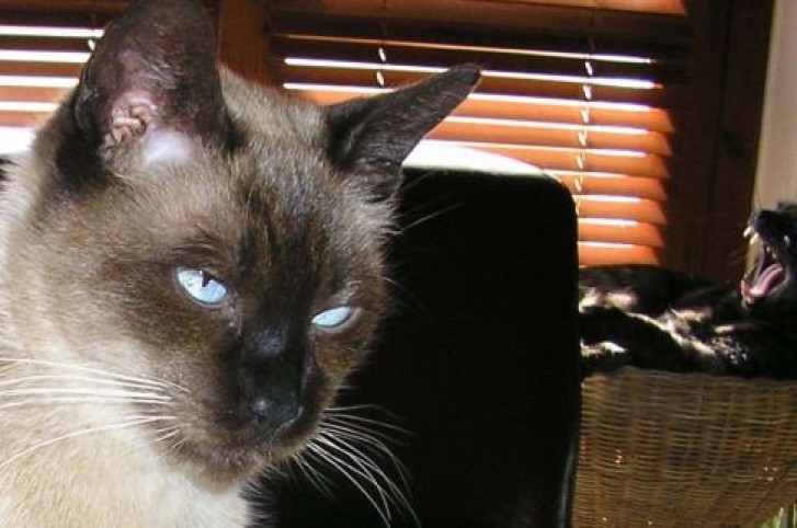 Picture of a cat / kitten / feline