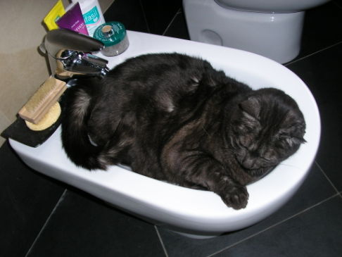 Picture of a cat / kitten / feline