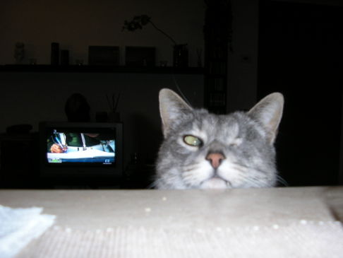 Picture of a cat / kitten / feline