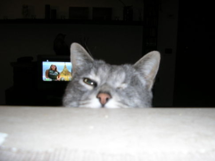 Picture of a cat / kitten / feline