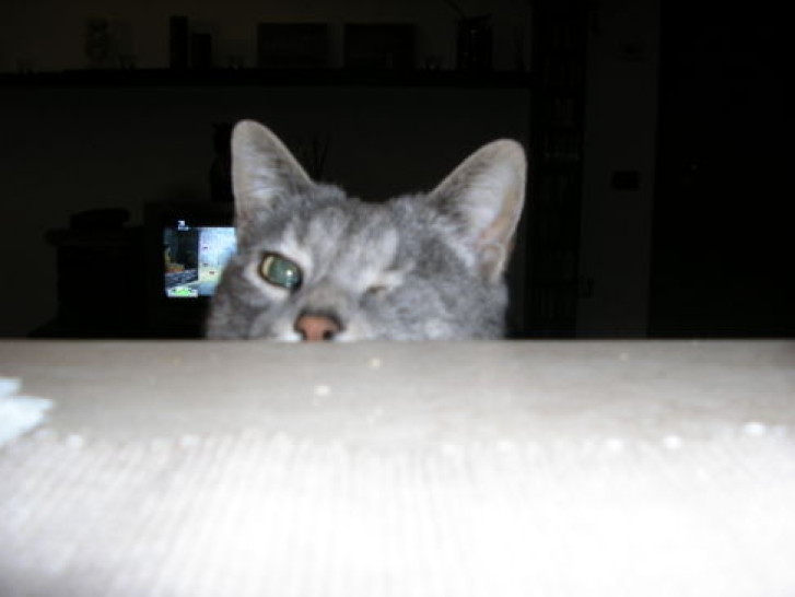 Picture of a cat / kitten / feline