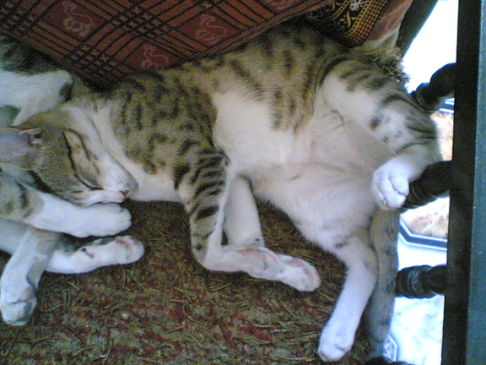 Picture of a cat / kitten / feline