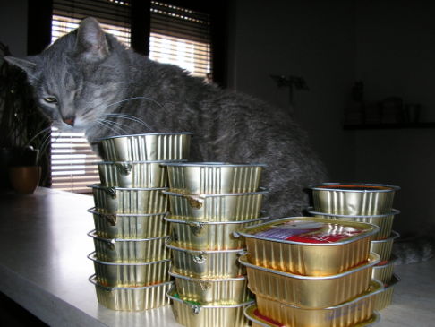 Picture of a cat / kitten / feline