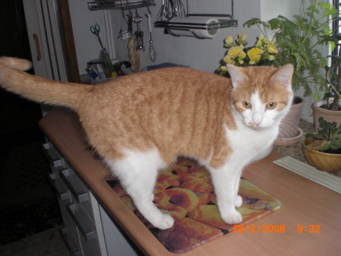 Picture of a cat / kitten / feline