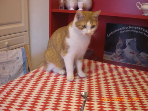 Picture of a cat / kitten / feline