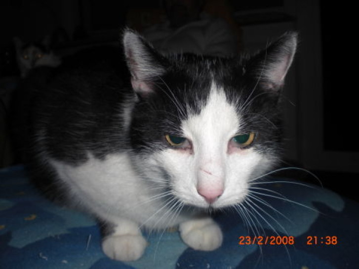 Picture of a cat / kitten / feline