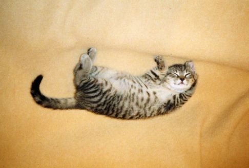 Picture of a cat / kitten / feline