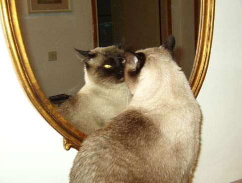 Picture of a cat / kitten / feline