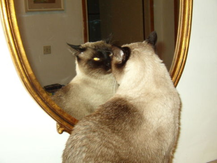 Picture of a cat / kitten / feline