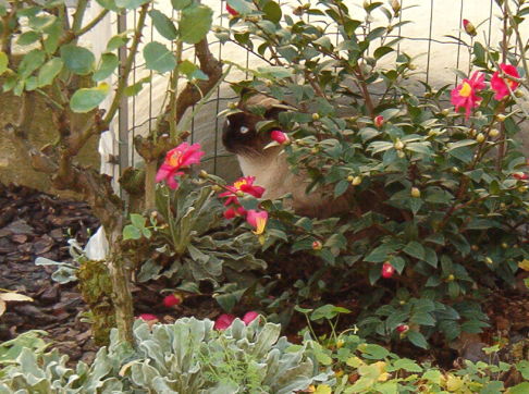 Picture of a cat / kitten / feline