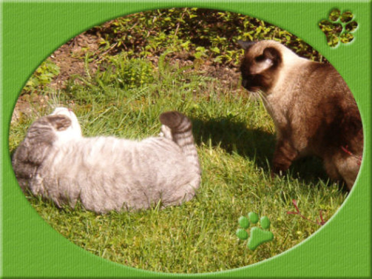 Picture of a cat / kitten / feline