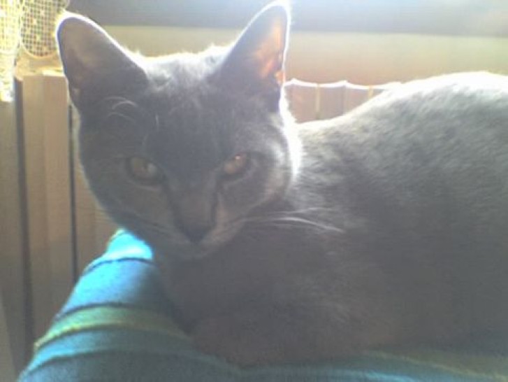 Picture of a cat / kitten / feline