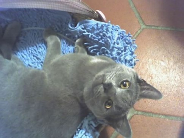 Picture of a cat / kitten / feline