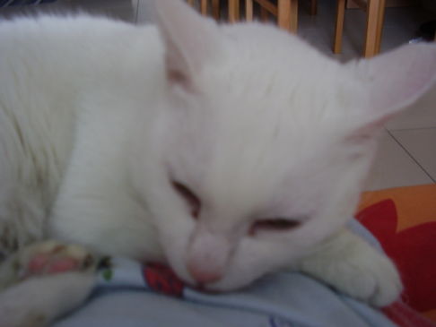 Picture of a cat / kitten / feline