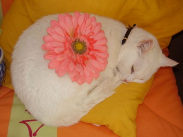 Picture of a cat / kitten / feline