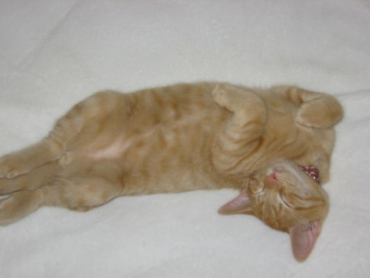 Picture of a cat / kitten / feline