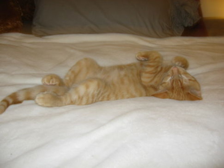 Picture of a cat / kitten / feline