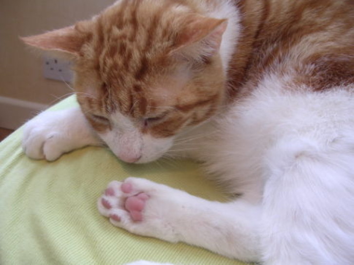 Picture of a cat / kitten / feline