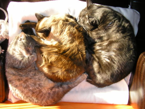 Picture of a cat / kitten / feline