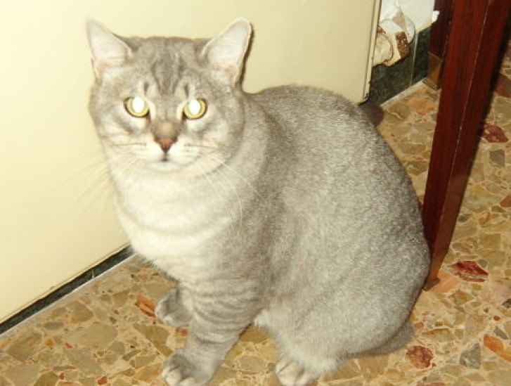 Picture of a cat / kitten / feline