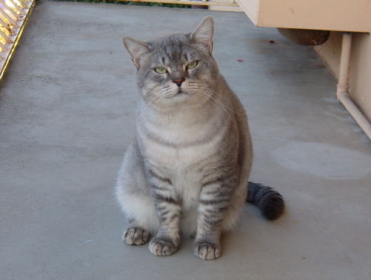 Picture of a cat / kitten / feline