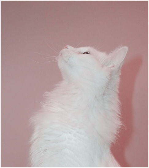 Picture of a cat / kitten / feline