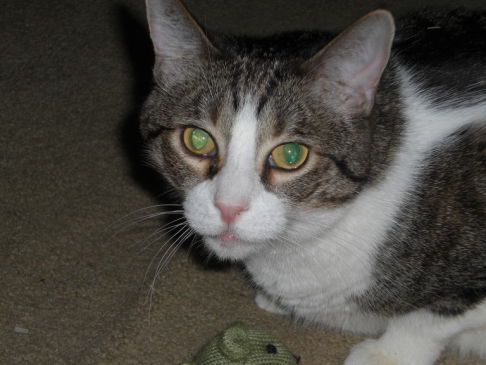 Picture of a cat / kitten / feline