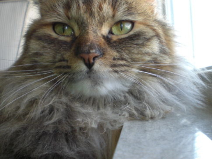 Picture of a cat / kitten / feline