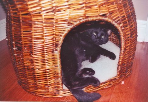 Picture of a cat / kitten / feline