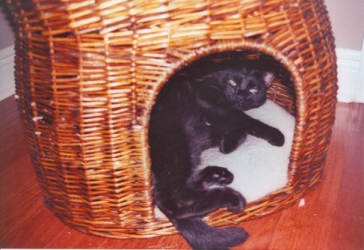 Picture of a cat / kitten / feline