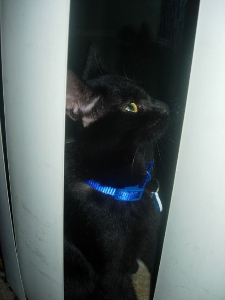 Picture of a cat / kitten / feline