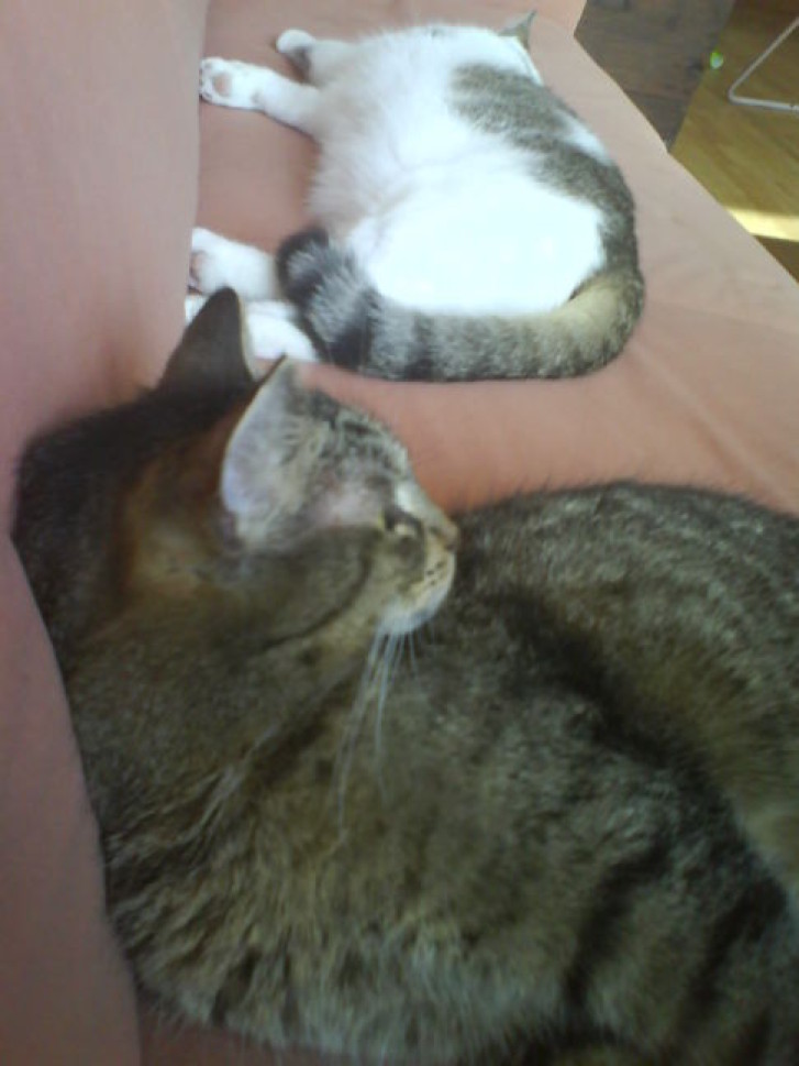 Picture of a cat / kitten / feline