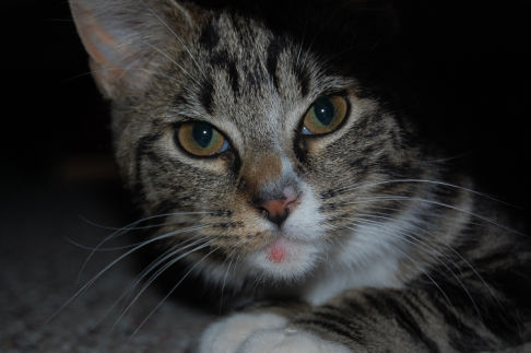 Picture of a cat / kitten / feline