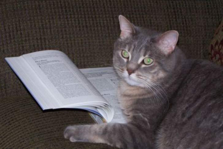 Picture of a cat / kitten / feline