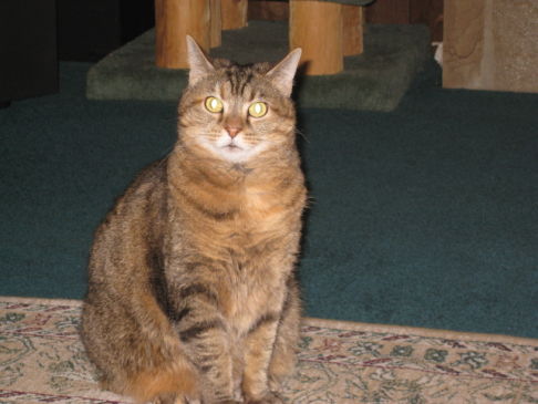 Picture of a cat / kitten / feline