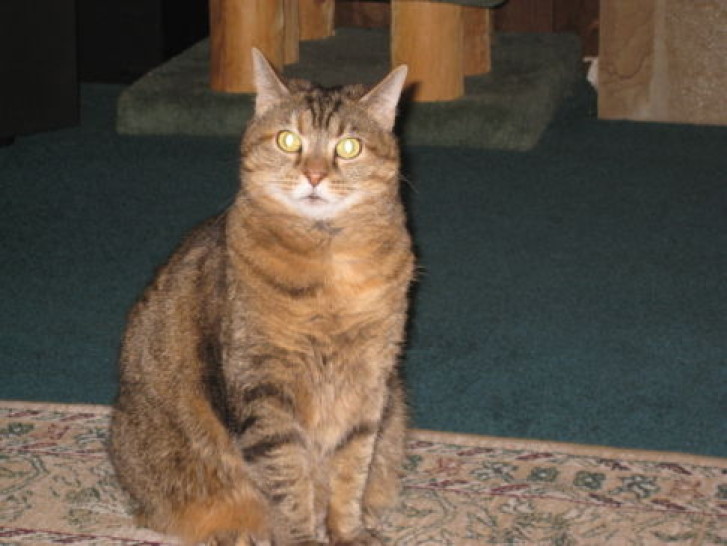 Picture of a cat / kitten / feline