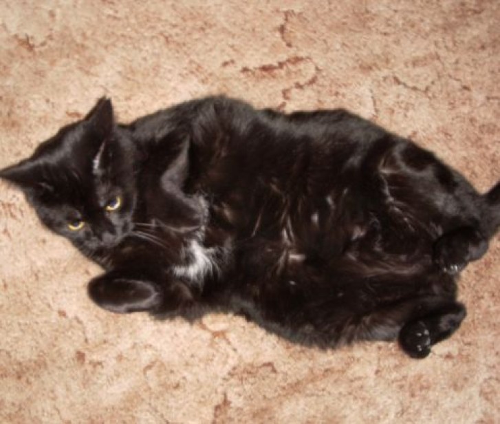 Picture of a cat / kitten / feline