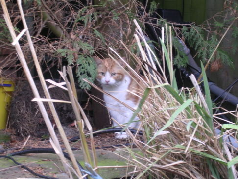 Picture of a cat / kitten / feline