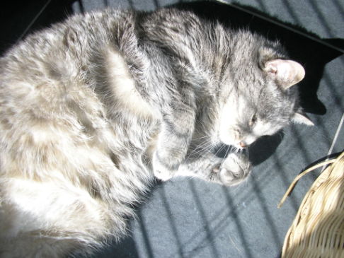 Picture of a cat / kitten / feline