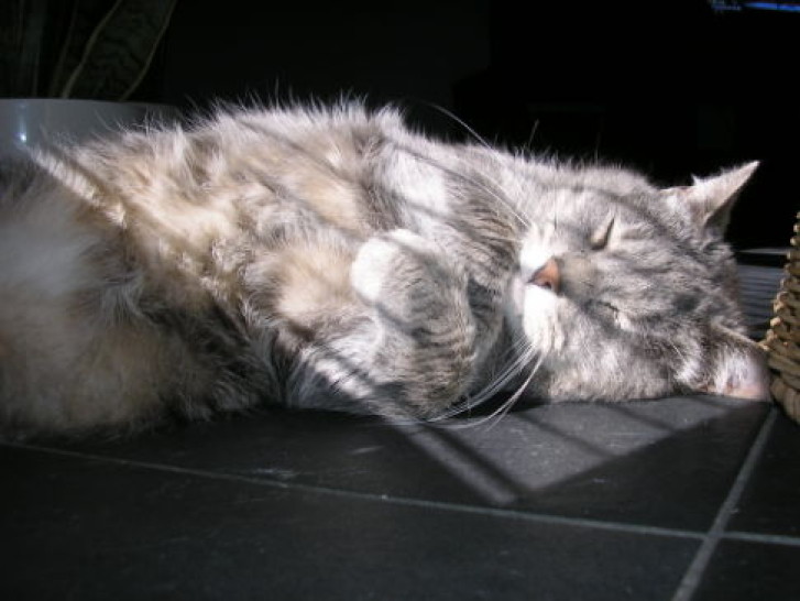 Picture of a cat / kitten / feline