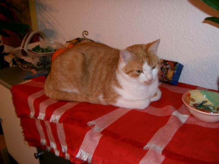 Picture of a cat / kitten / feline