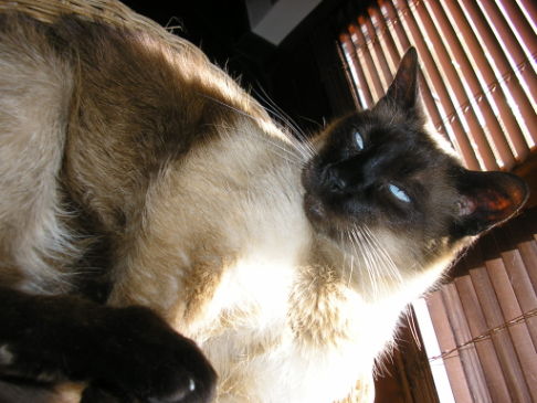 Picture of a cat / kitten / feline