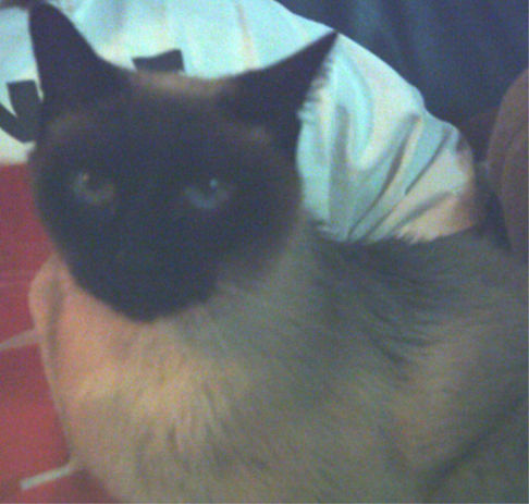 Picture of a cat / kitten / feline