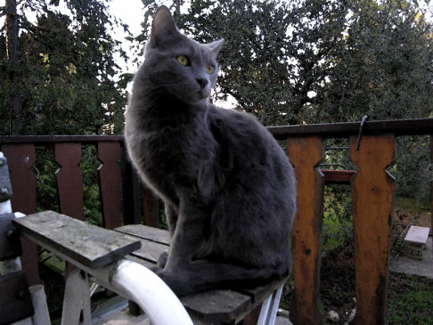 Picture of a cat / kitten / feline